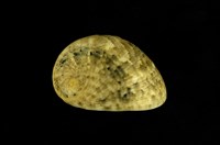 藏品(玉女蜑螺)的圖片